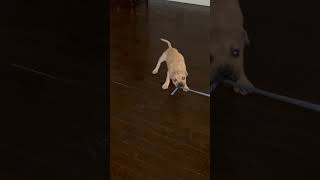 8 Week Old Playing Tug Of War