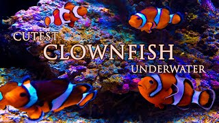 Cute Clownfish Underwater • Friendly Fish Swim in Anemones Under the Sea screenshot 5