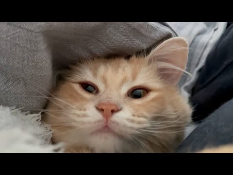 最高の癒しの時間！一緒に眠る甘えん坊な子猫【サイベリアン】