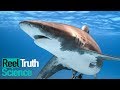 Why Did The Red Sea Shark Attacks Happen in 2010? | Science Documentary | Reel Truth Science