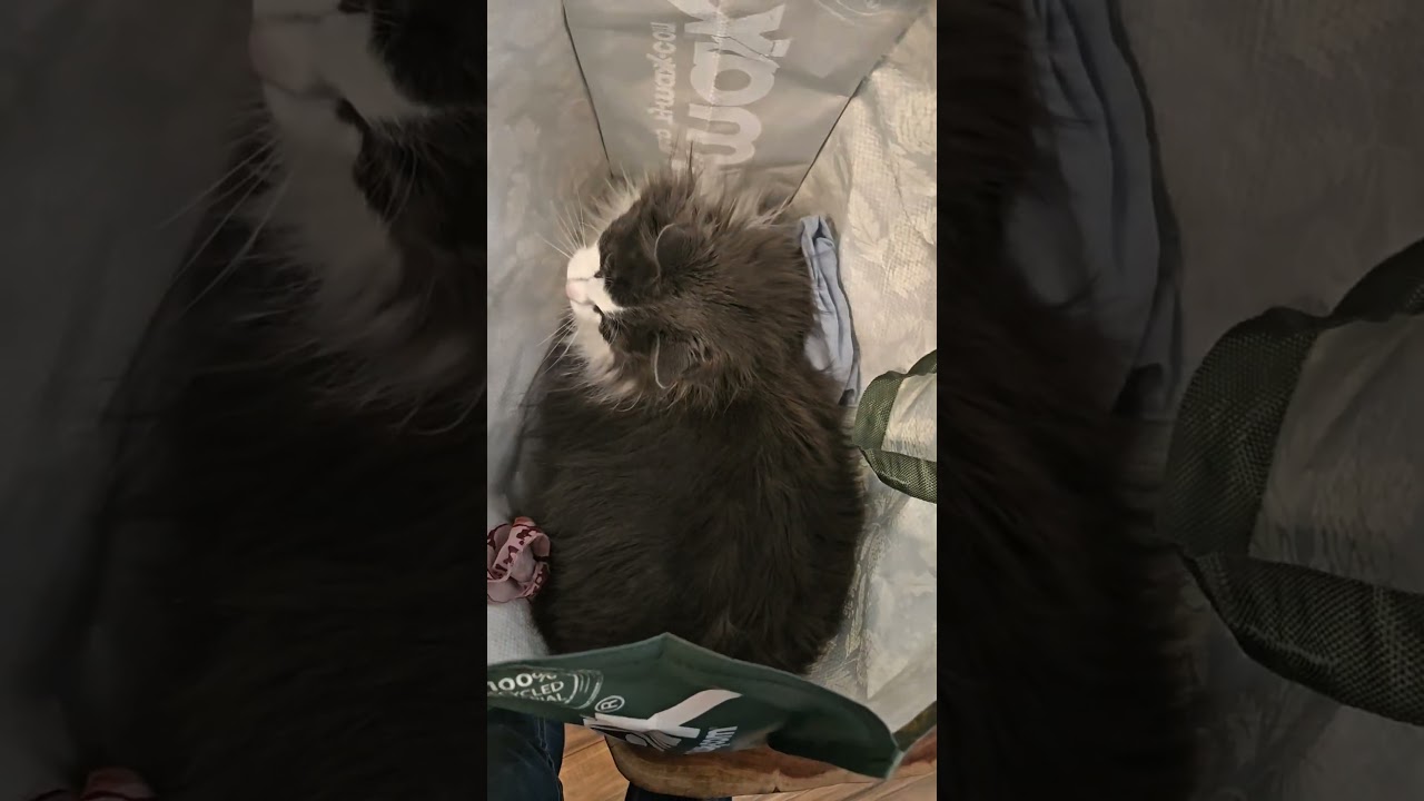 Pebbles, the destroyer of toilet paper, the mightiest of hunters! 