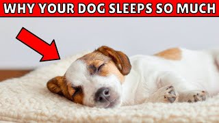 Why Dogs Sleep So Much – 6 Things Every Owner Must Know