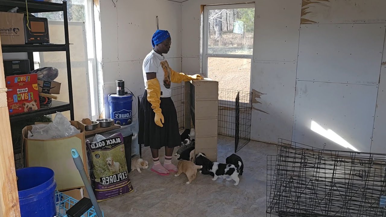 Ati MamaJimmy analea mbwa je hii ni hatari, ati Mamajimmy analea mbwa US😁