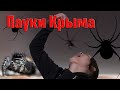 Опасные пауки Крыма: каракурт, погребной паук, эрезус, стеатода Пайкулля и южнорусский тарантул