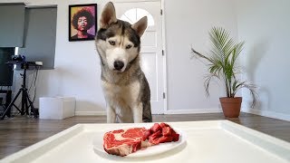 My Husky Tries The Good Boy Challenge..