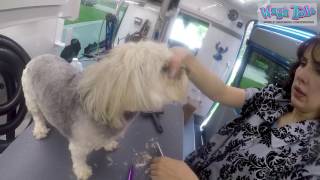 Wag'n Tails  The Mobile Grooming Experience: TwoDog Household