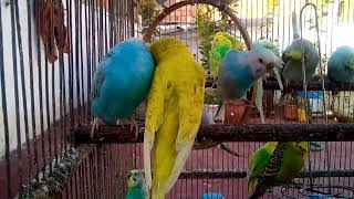 How to Reduce Your Budgie's Fears and Help It Feel Safe