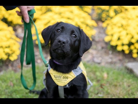 Video: Prostovoljec Puppy Raisers: skrivnost uspeha za pse vodnike