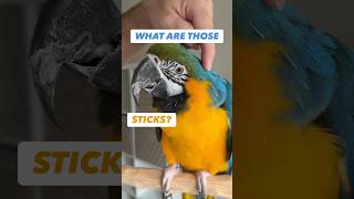 Bird has STICKS on its head – Parrot Pin Feathers #amazing #animals