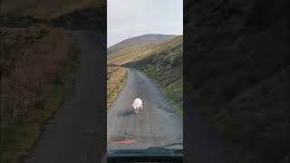 Stupid sheep with death wish #shorts