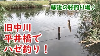 旧中川「平井橋」でハゼ釣り！【駅近の好釣り場♪】【ハゼクラ初挑戦】