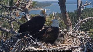 Shadow brings a twig, the happy family of Jackie and Shadow 27.04.2026 @FOBBVCAM