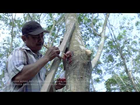 Video: Pengelolaan Pohon Mimosa - Tips Pengendalian Pohon Mimosa