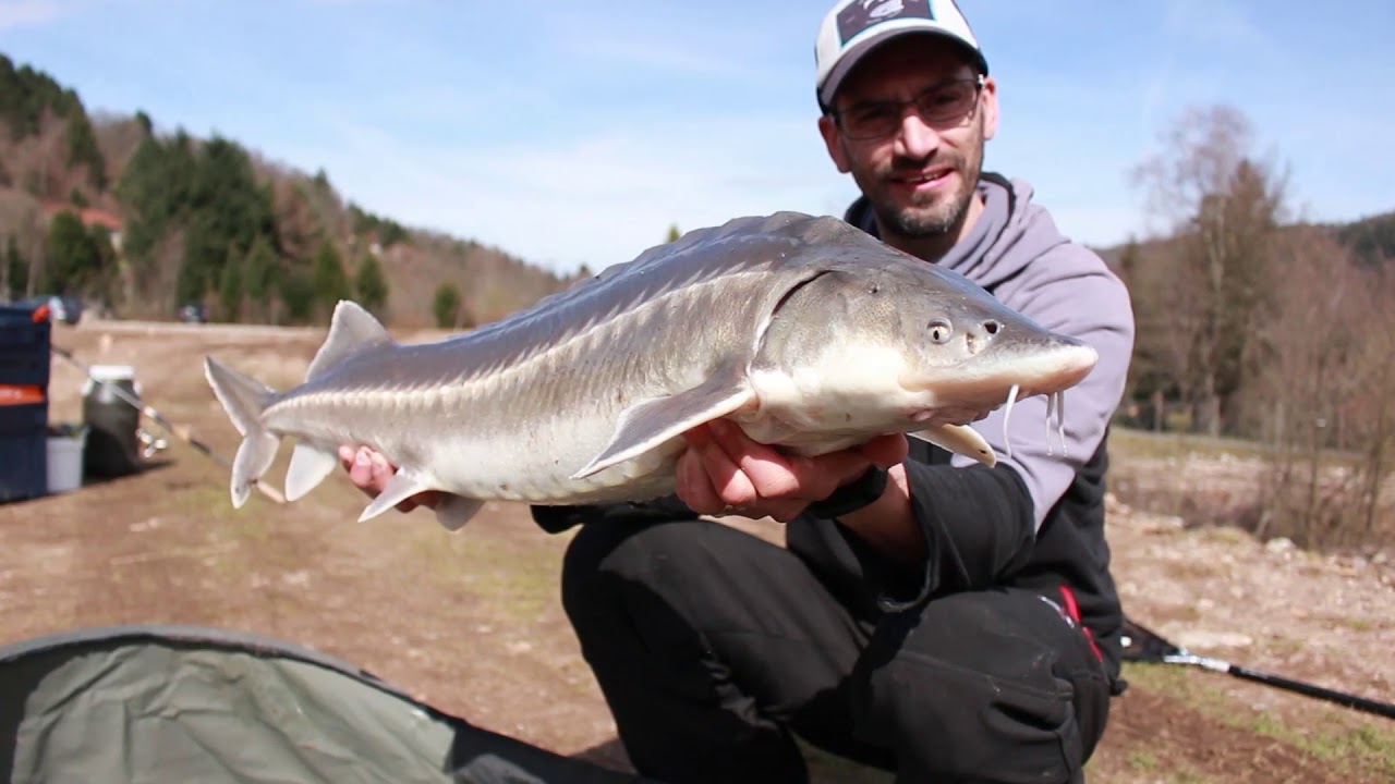 Pêche de l'Esturgeon au Method-Feeder et en Batterie