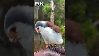 burung langka gacor dor siapa aja pasti gemes lihatnya #shorts