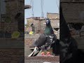 kabutar ❤️#pigeon #bird #kabutar #safdum