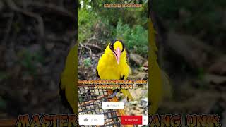 masteran kepodang unik paling di cari ‼️