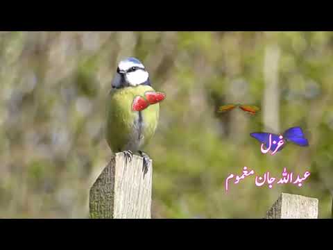 ABDULLAH JAN MAGHMOOM GHAZAL AWAZ SALAHUDDIN PASHTO GHAZAL PASHTO KALAM PASHTO