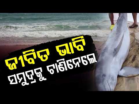 Kendrapara: 10-Foot Dead Dolphin Found On Pentha Beach; Tourists Pull It Back To Sea | Argus News