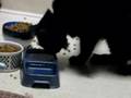My Smart MANX Cat Sofia Drinking Water, Bumps the dish to see level (FUNNY)