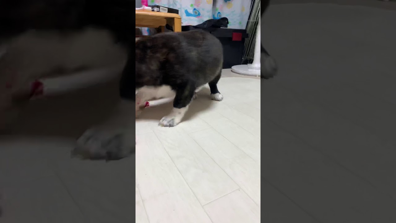 コーギー 甲斐犬 ミックス Youtube