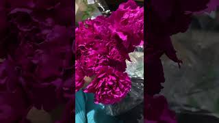 Carnations | Clove Pink #herbaceous #perennial #begoodbecool