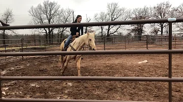 Daphne’s first round pen ride, Shawnee Bug Leo