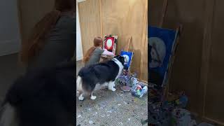 Soo Cute Dog, My Dog Painting