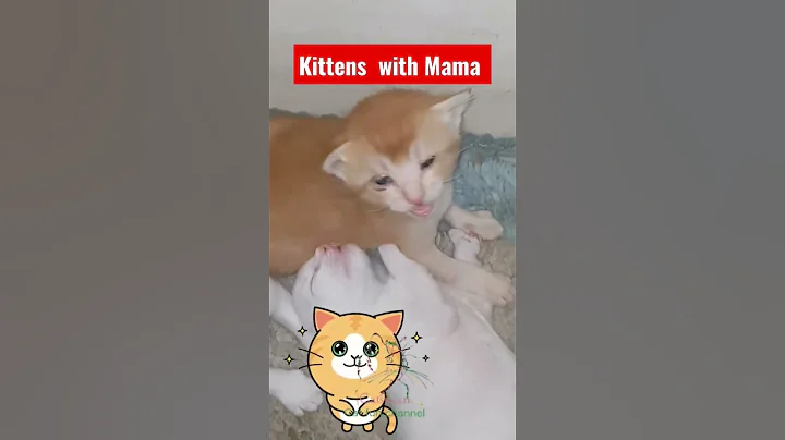 Video 1636261: persian cutecat, persian kitten playing, cutecat happy