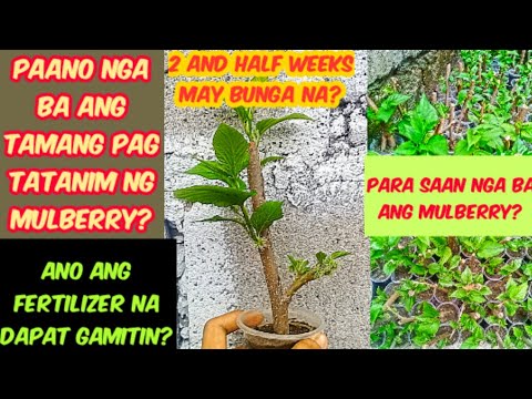 Video: Pagtatanim ng Berry Container: Paano Magtanim ng Berries Sa Isang Lalagyan