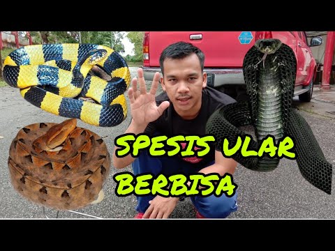 Erotik galereya informator