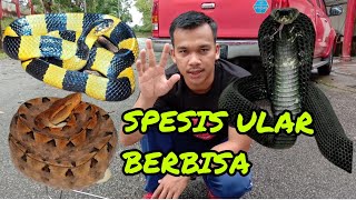 TIPS MENGENALI ULAR BERBISA (viper, krait, cobra, sea snake)