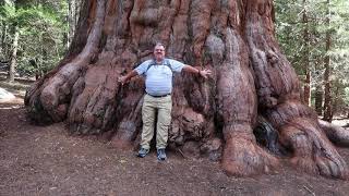 Giant Forest Museum & Big Trees Trail in Sequoia National Park Clara Barton Tree