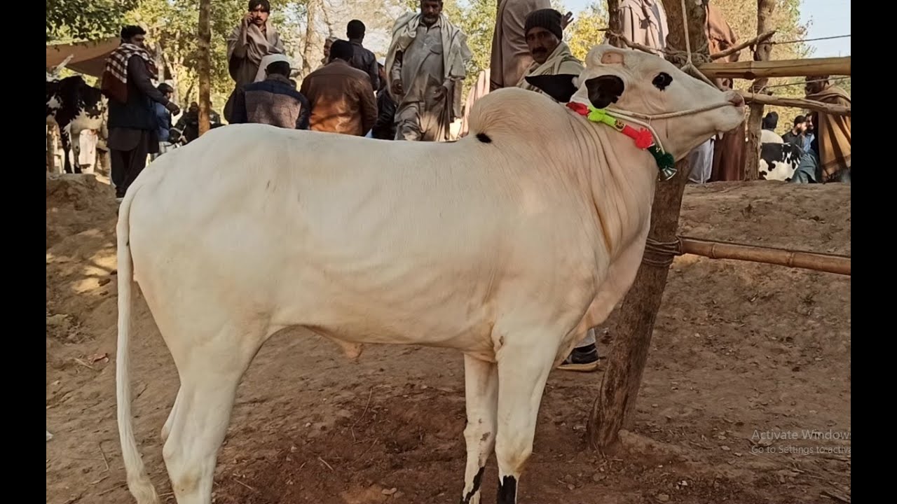 Domail Mandi || Fatehjang (Part 01) 19/11/2021 || Dhani bulls