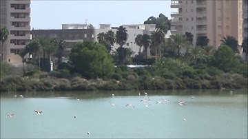 Flamingos at Calpe Salinas Salt Lake Costa Blanca Spain
