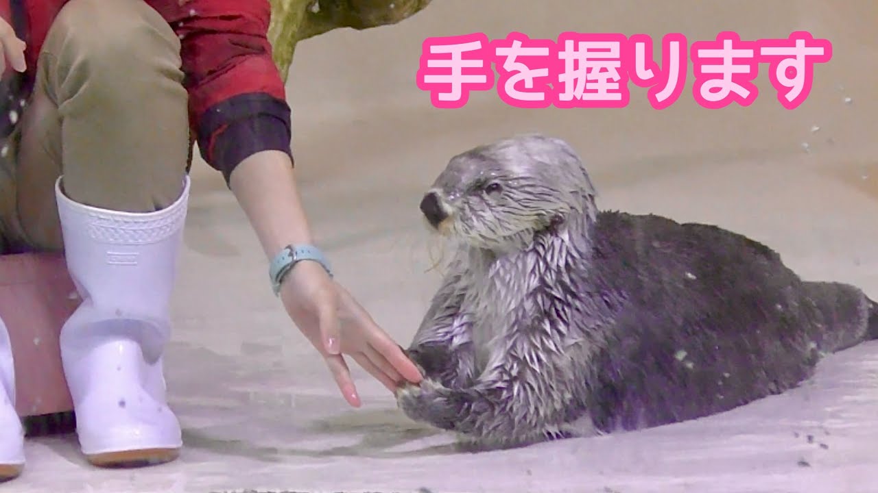 ラッコ キラちゃん 飼育員さんと手を繋ぎます【鳥羽水族館】Sea otter