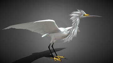 Realistic Egret 3D Model | + Free Demo