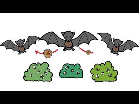The Coronavirus Explained & What You Should Do   YouTube