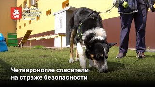 Собаки-спасатели показывают профессиональные умения