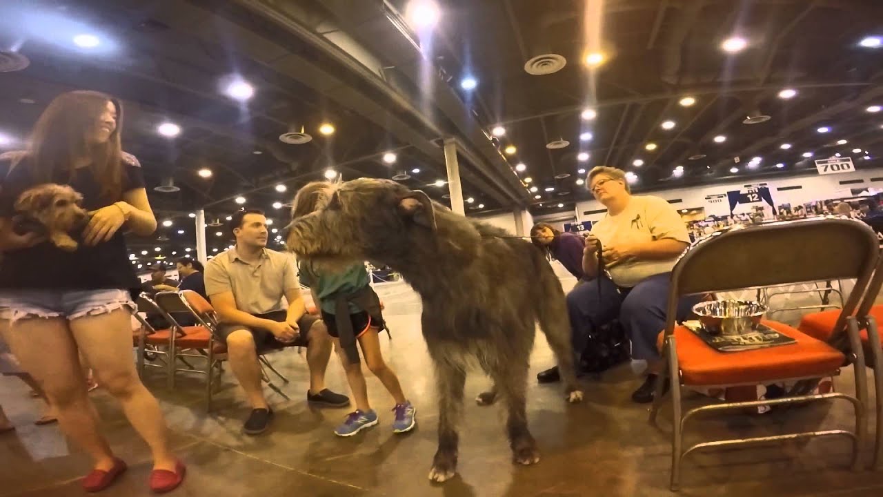 World Series of Dog Shows(Houston) 2015 YouTube