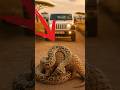 Biologist Rescues a Pangolin from a Python!#animals #rescue #wildlife