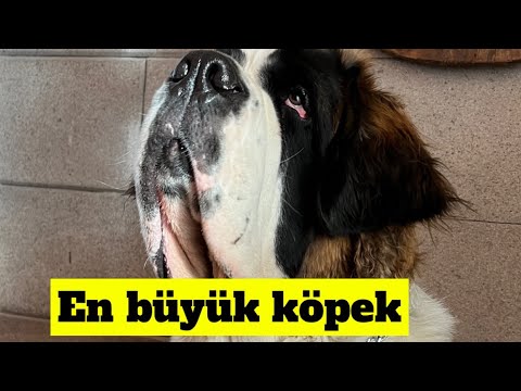 Video: Aslında büyük kucak köpekleri olan 8 büyük köpek doğurmak