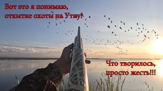 Тысячи уток и бакланов! Самое яркое открытие охоты на Утку 2023!