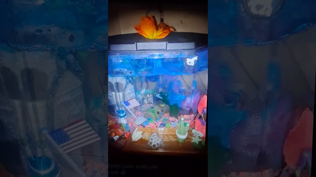 thÏS point to me tapping tank : my TiGeR~BarB doesn't m0Ve!!! now thatZ My PEACEfull  fish tank =}~