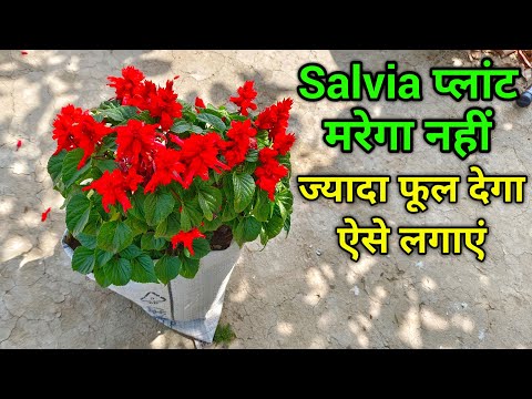 वीडियो: साल्विया को कब विभाजित करें - साल्विया के पौधे लगाने के टिप्स