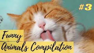 Funniest Animals Compilation - Dog And Cat Video 2020 #3 | Puppify ONe