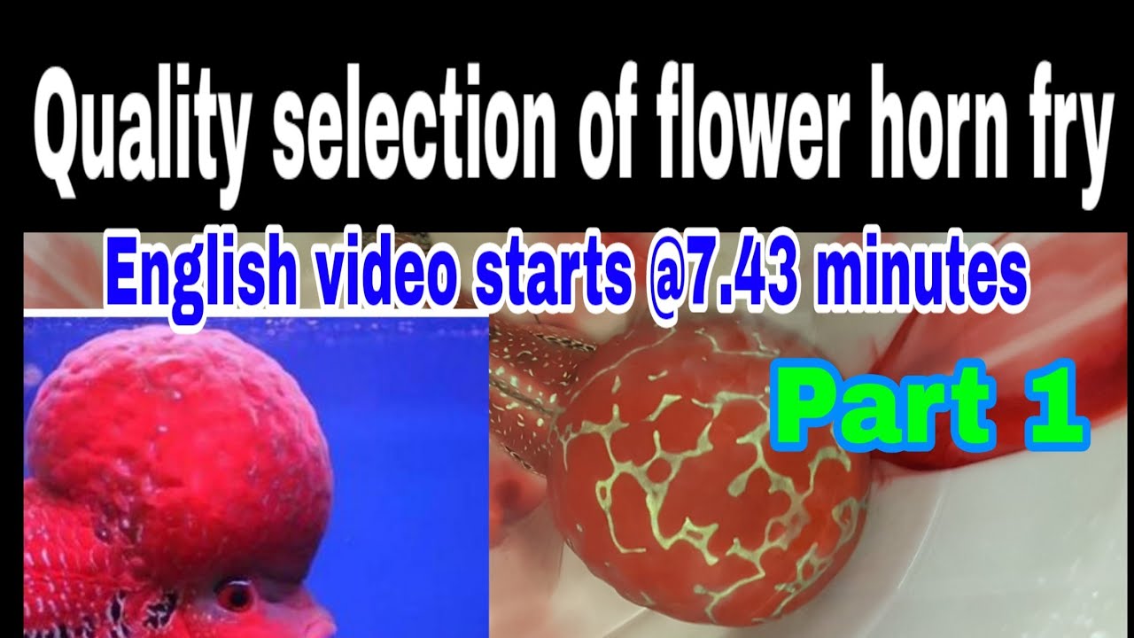 Quality check for flower horn selection YouTube