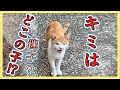 【捨て猫⁉︎ 突然現れた茶白の子猫】その①子猫現る