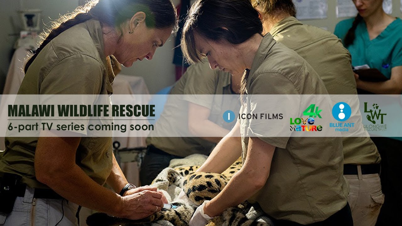 ⁣Malawi Wildlife Rescue TV Series