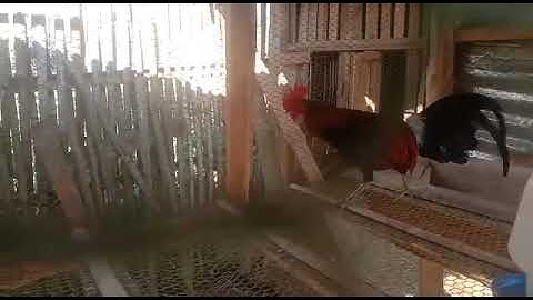 saib qaib dib nawb ib tsoom phooj ywg nyiam qaib.2022